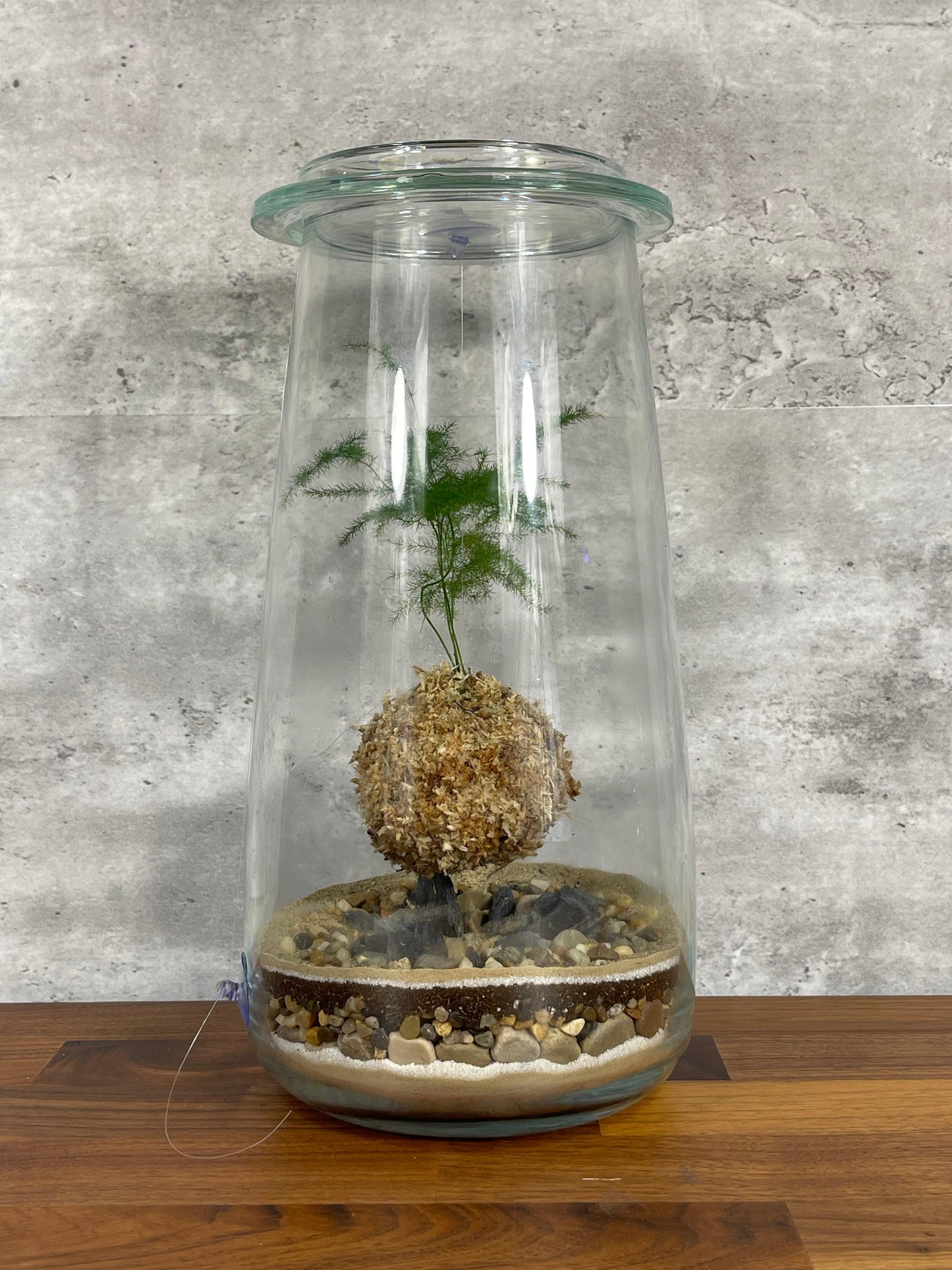Hesabu Kokedama - Medium (fern)