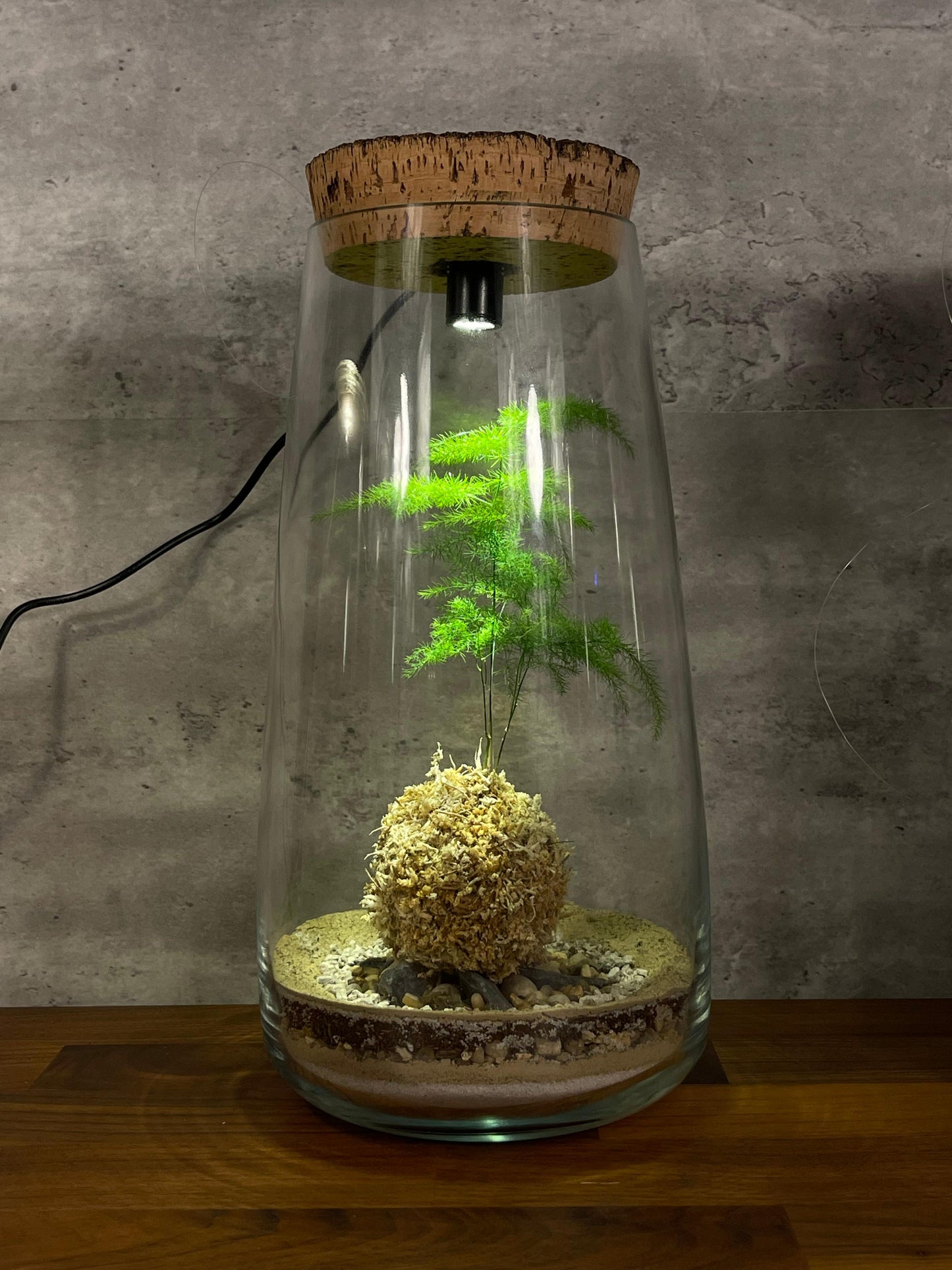Hesabu Kokedama - Medium (fern)
