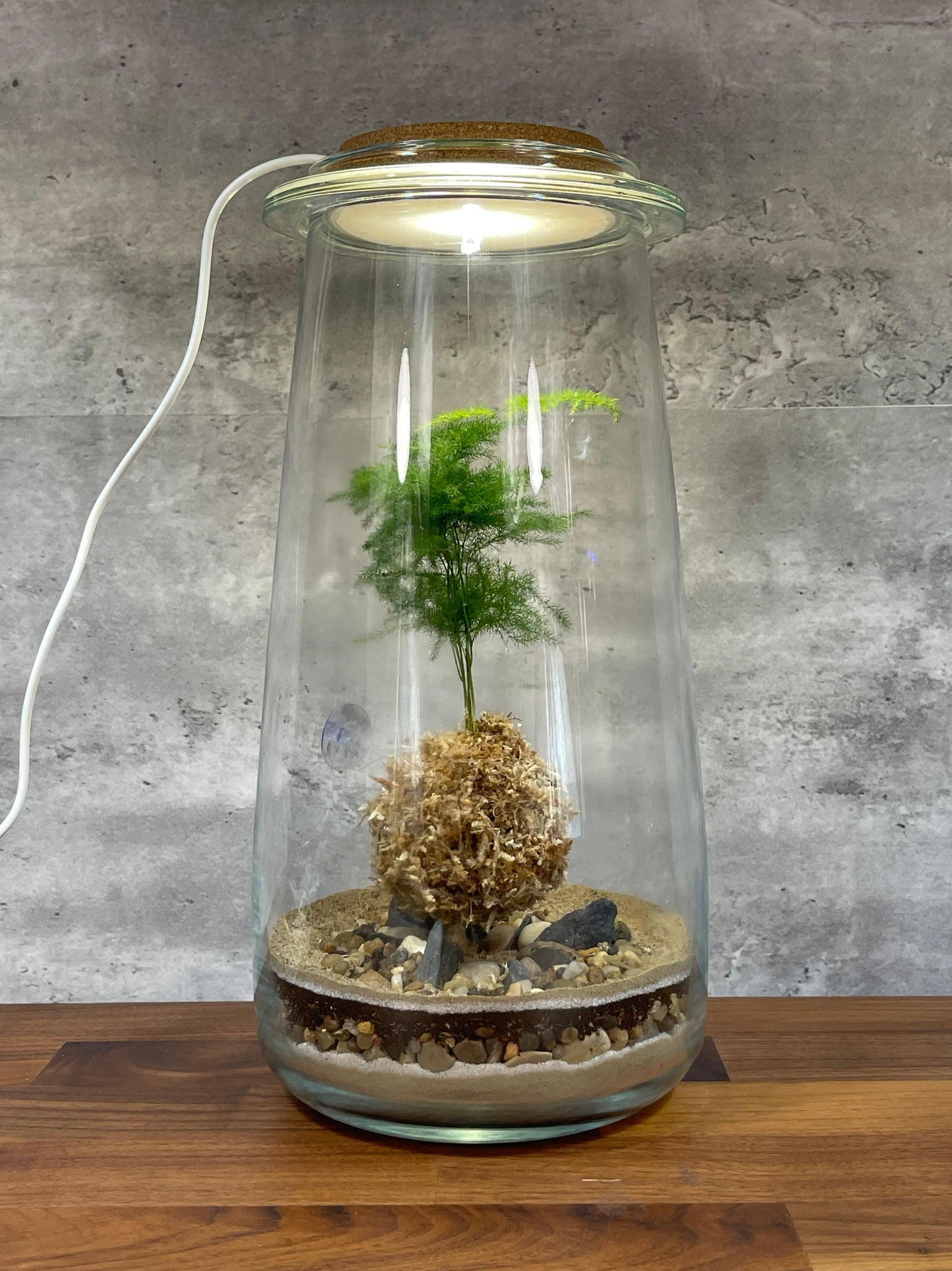 Hesabu Kokedama - Medium (fern)