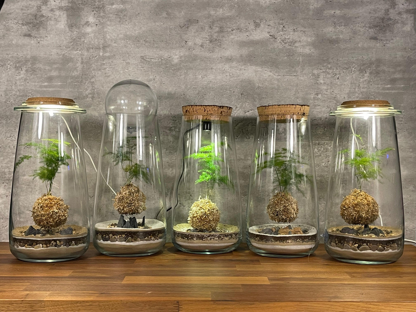 Hesabu Kokedama - Medium (fern)