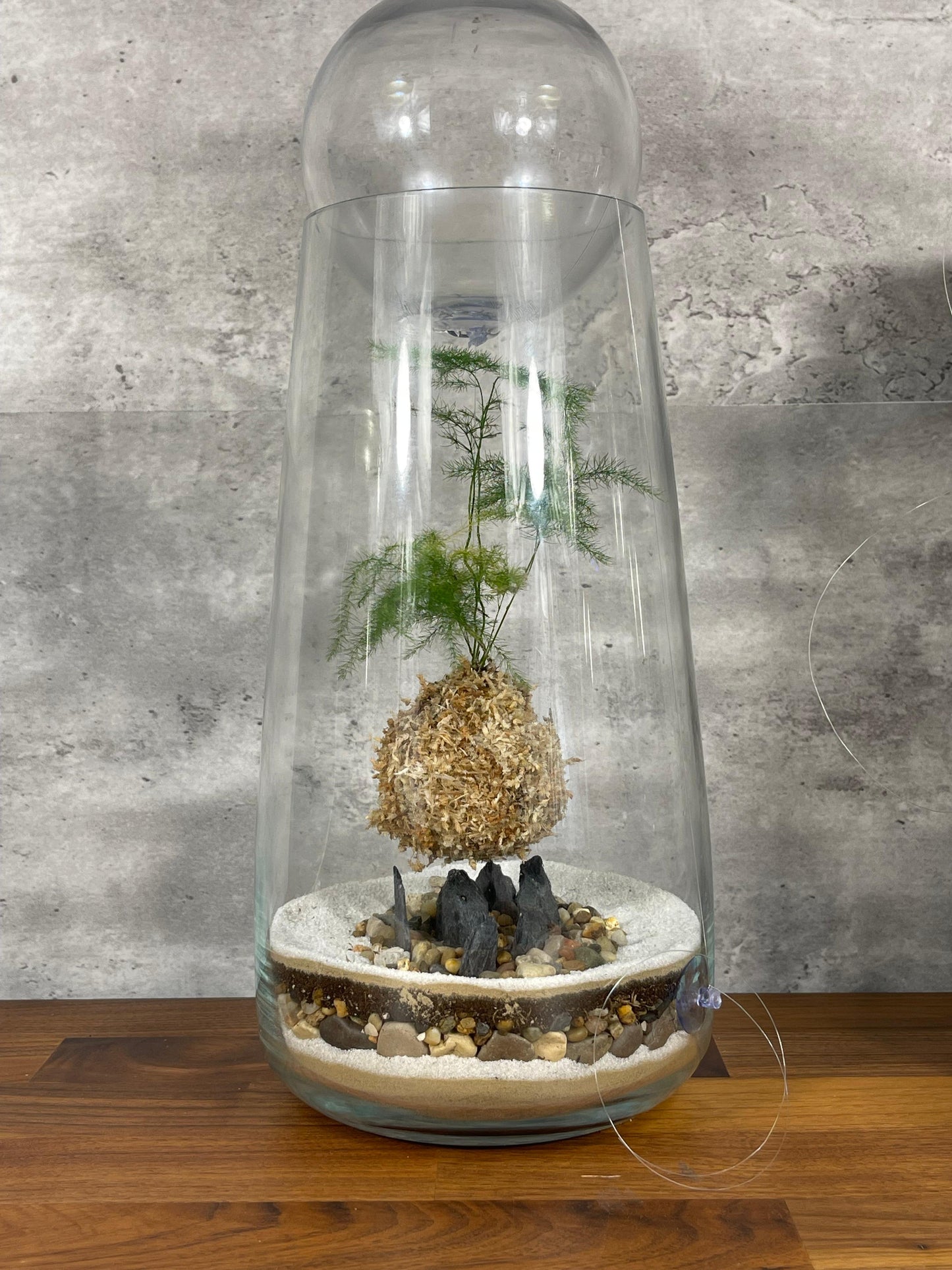 Hesabu Kokedama - Medium (fern)