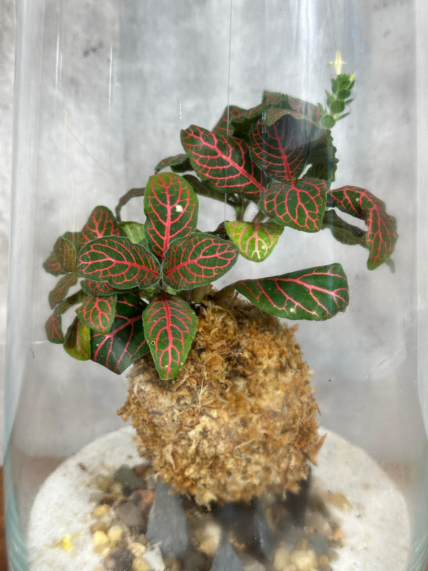 Hesabu Kokedama - Medium (fittonia)