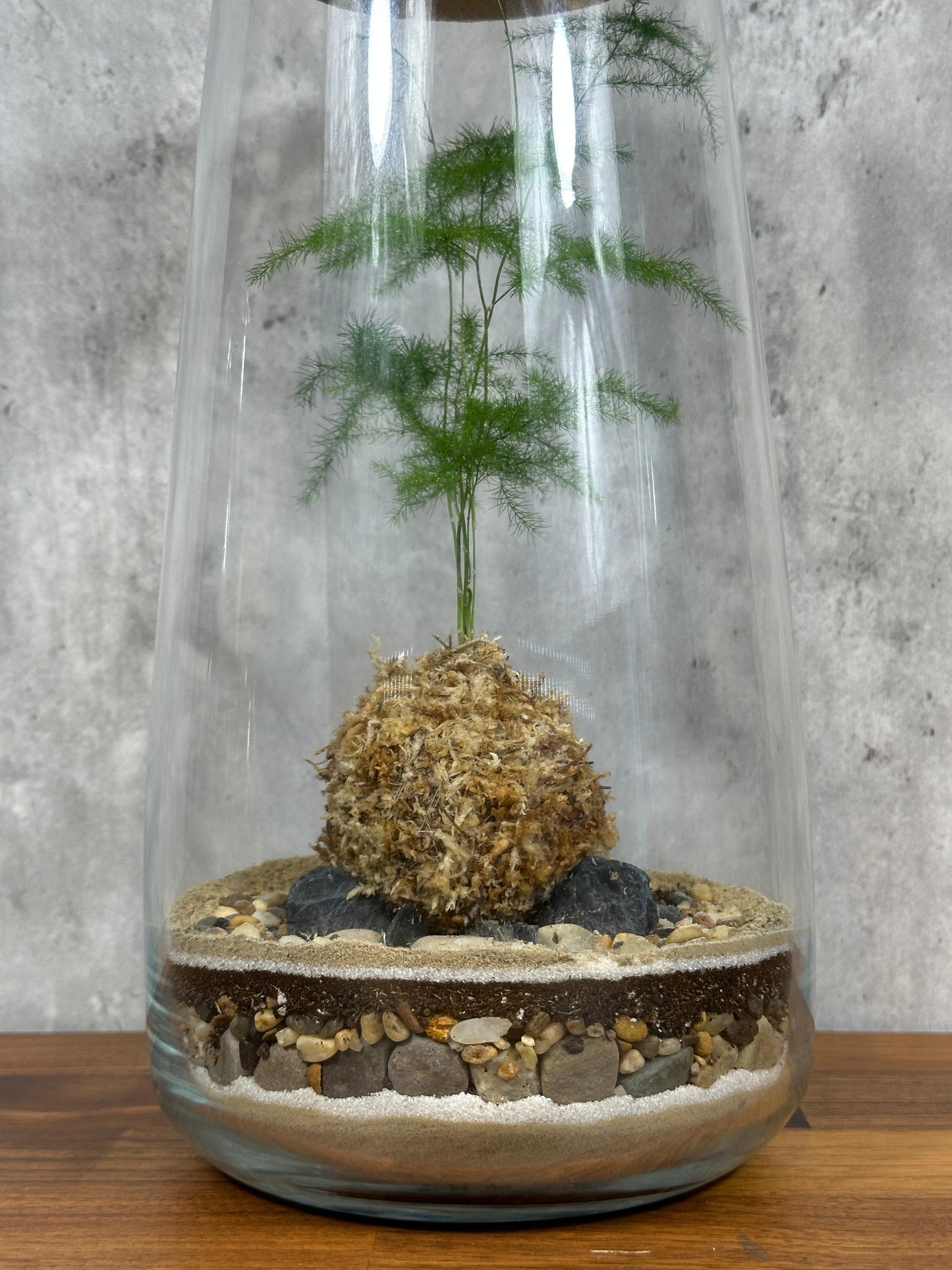 Hesabu Kokedama - Medium (fern)