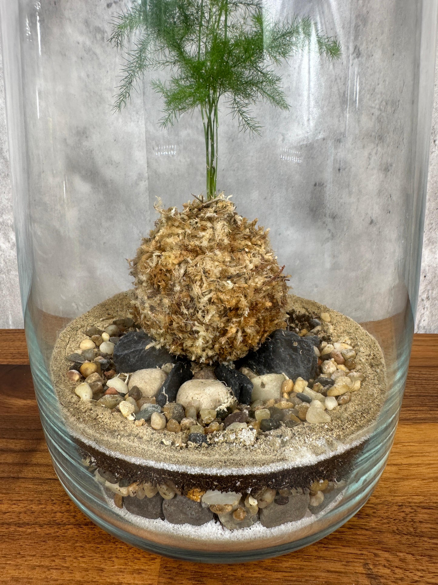 Hesabu Kokedama - Medium (fern)