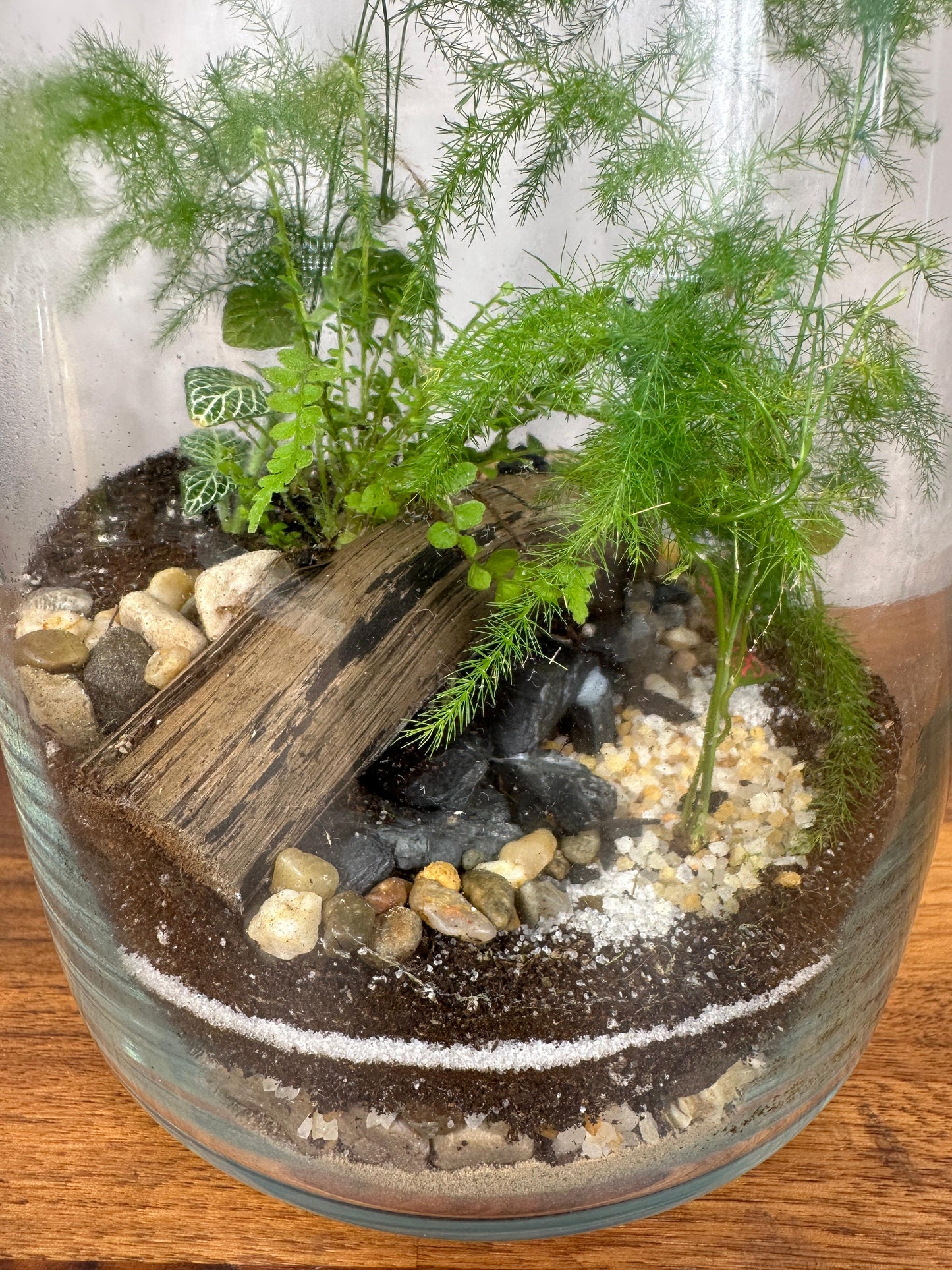 Hesabu Medium Terrarium