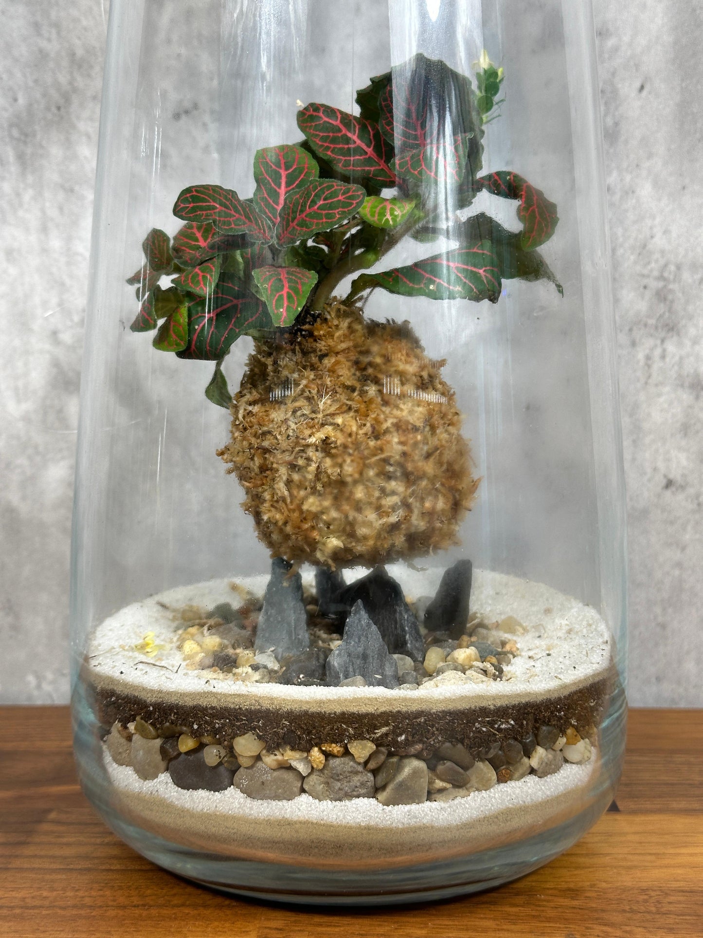 Hesabu Kokedama - Medium (fittonia)