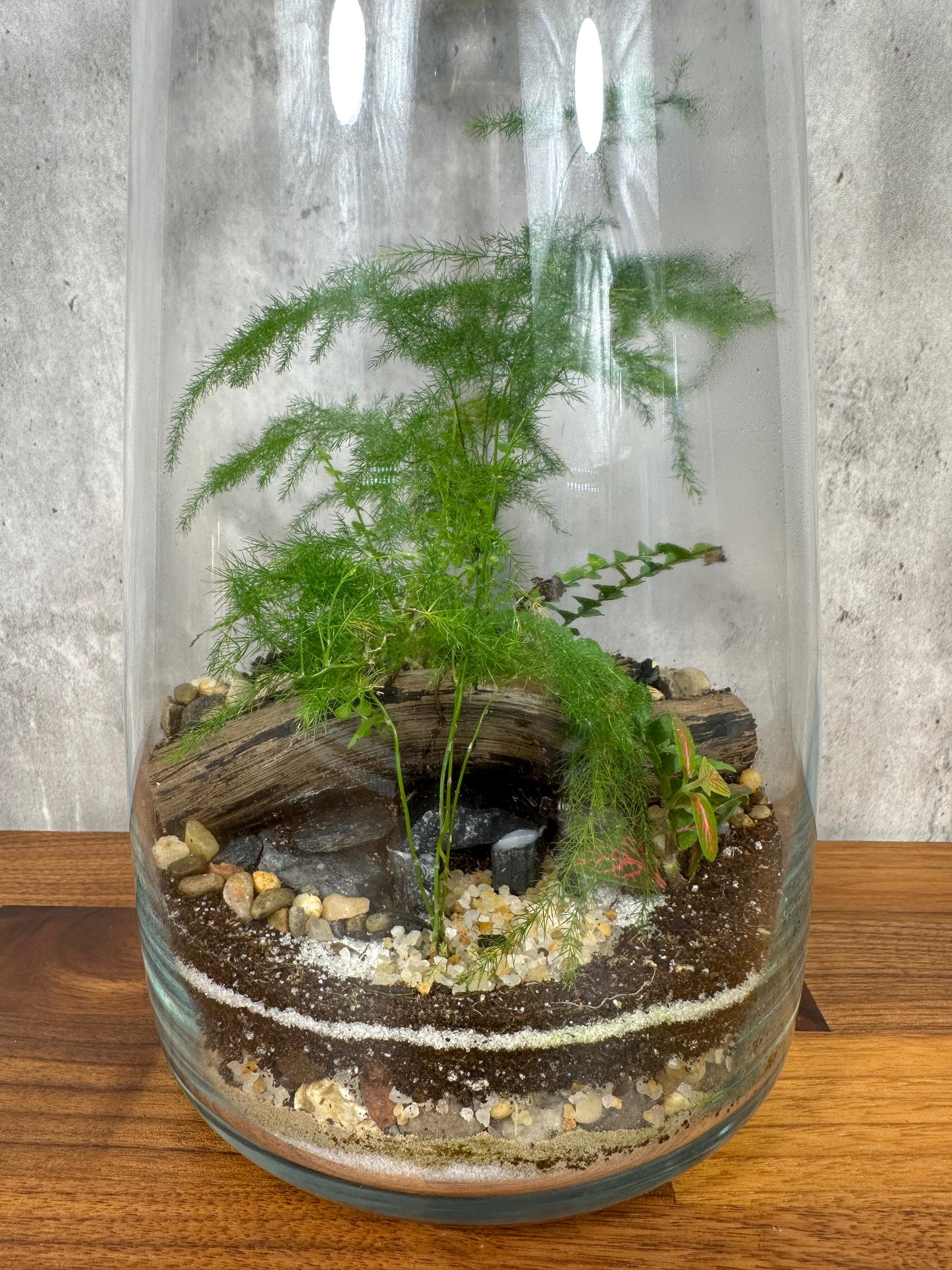 Hesabu Medium Terrarium