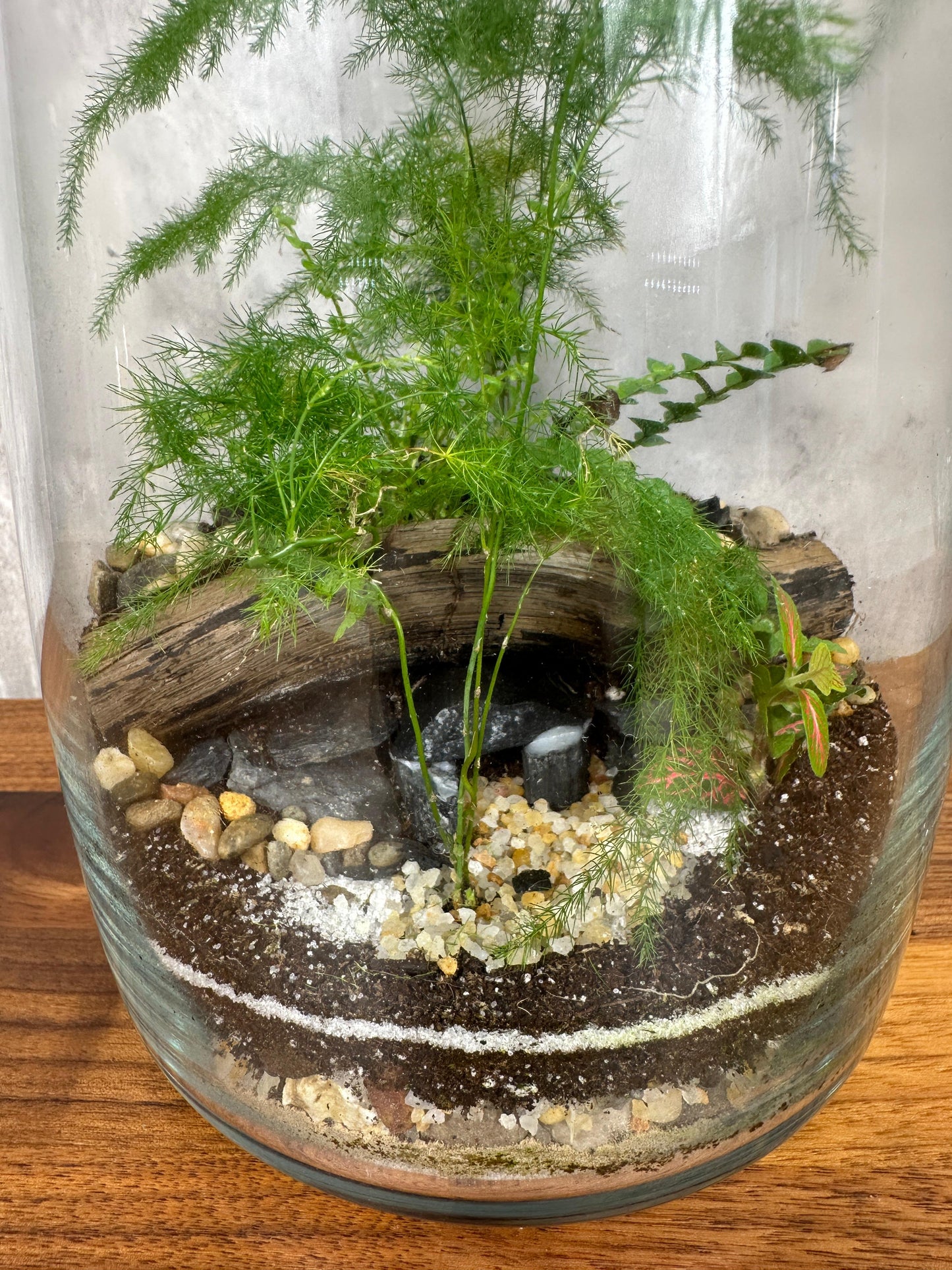 Hesabu Medium Terrarium