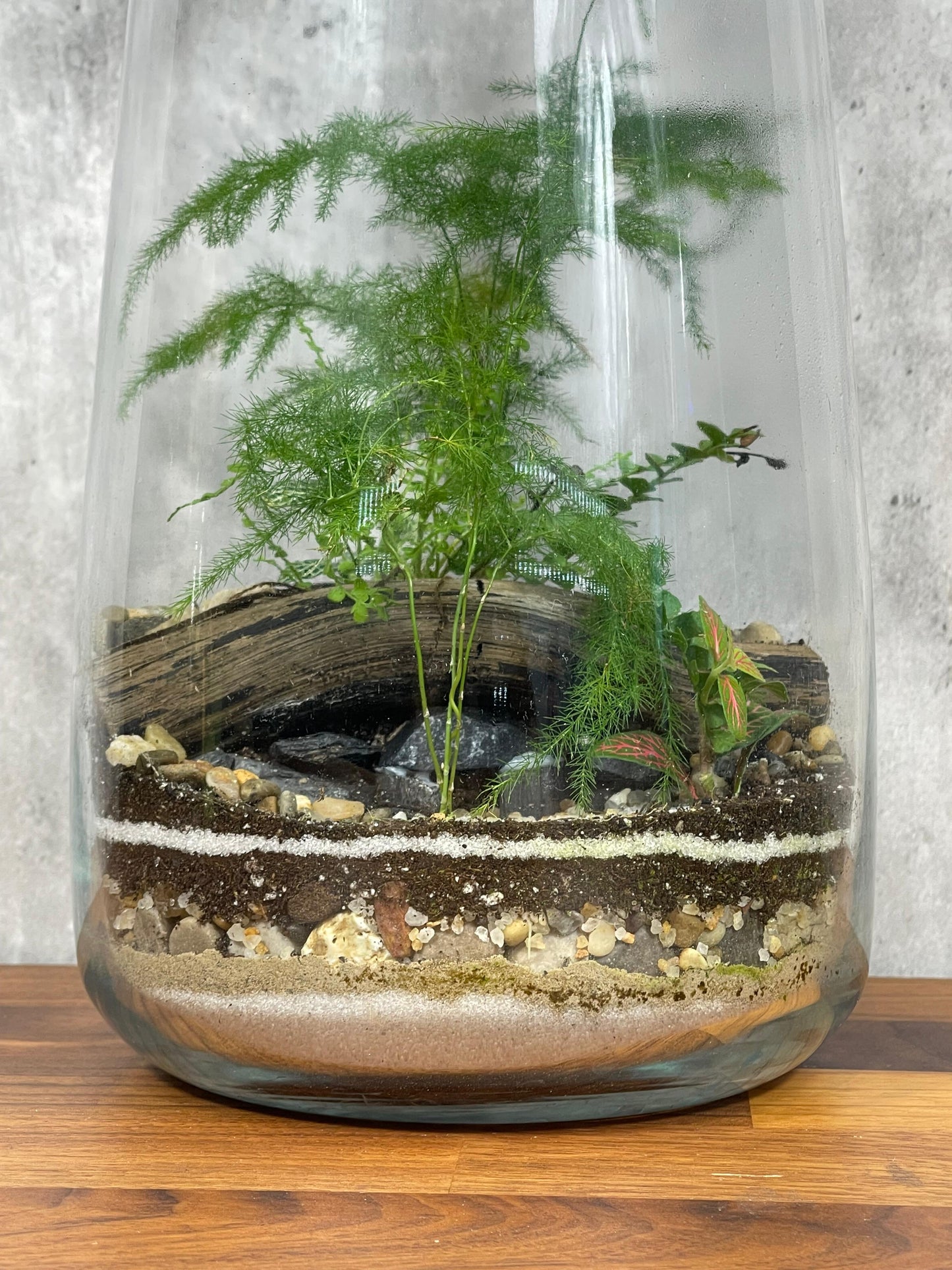 Hesabu Medium Terrarium