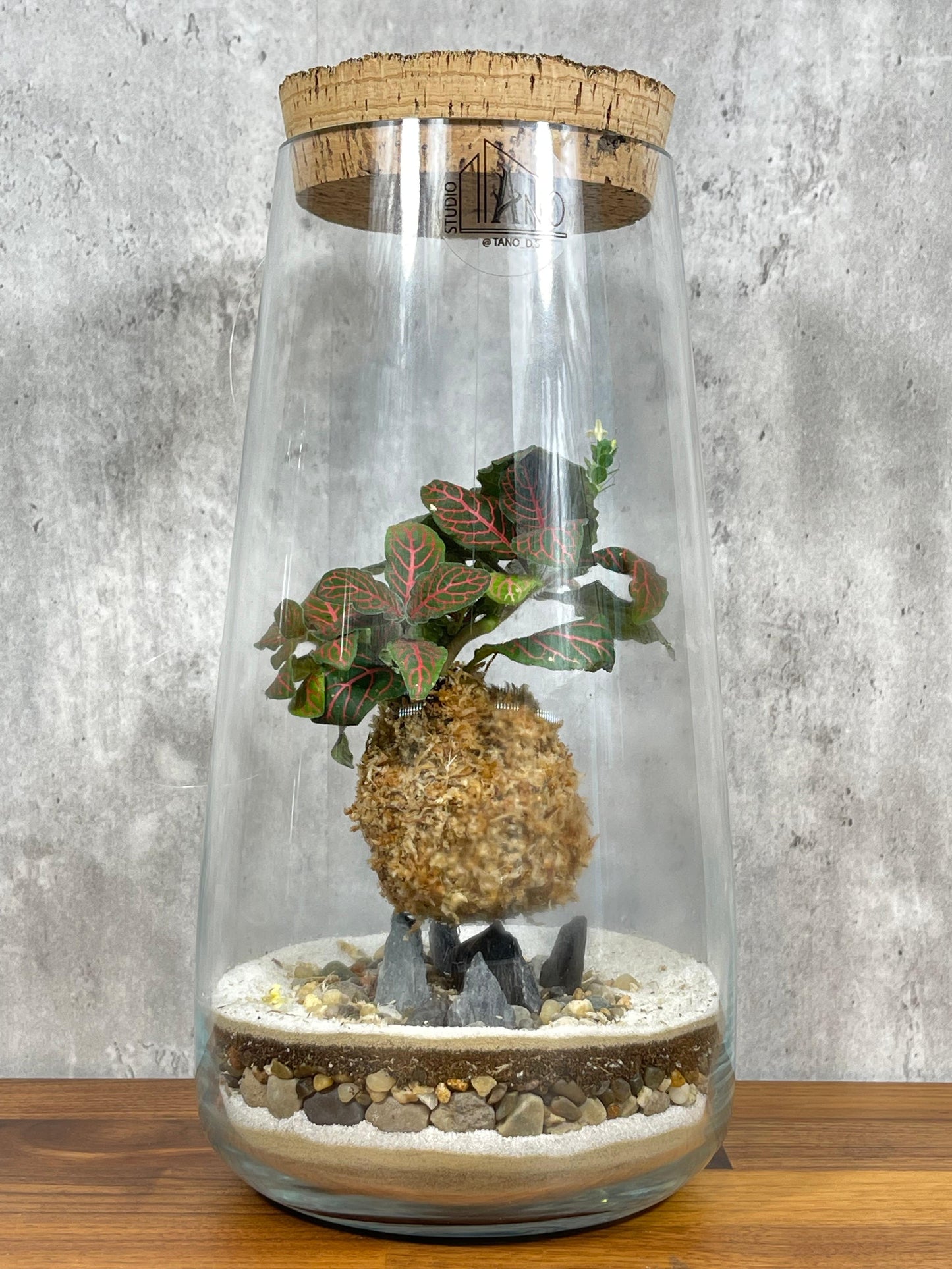 Hesabu Kokedama - Medium (fittonia)