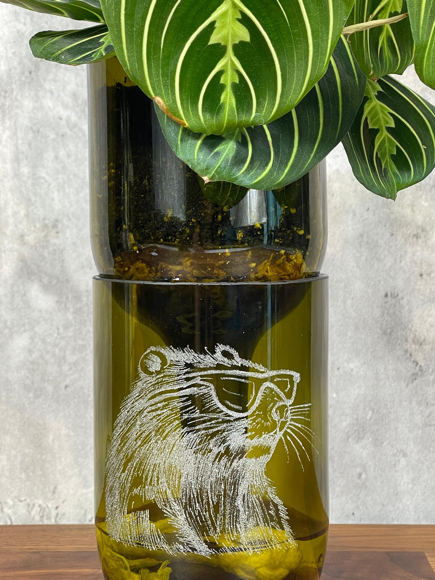 Engraved Bottle Planter -cool beaver (1.5 litre wine)