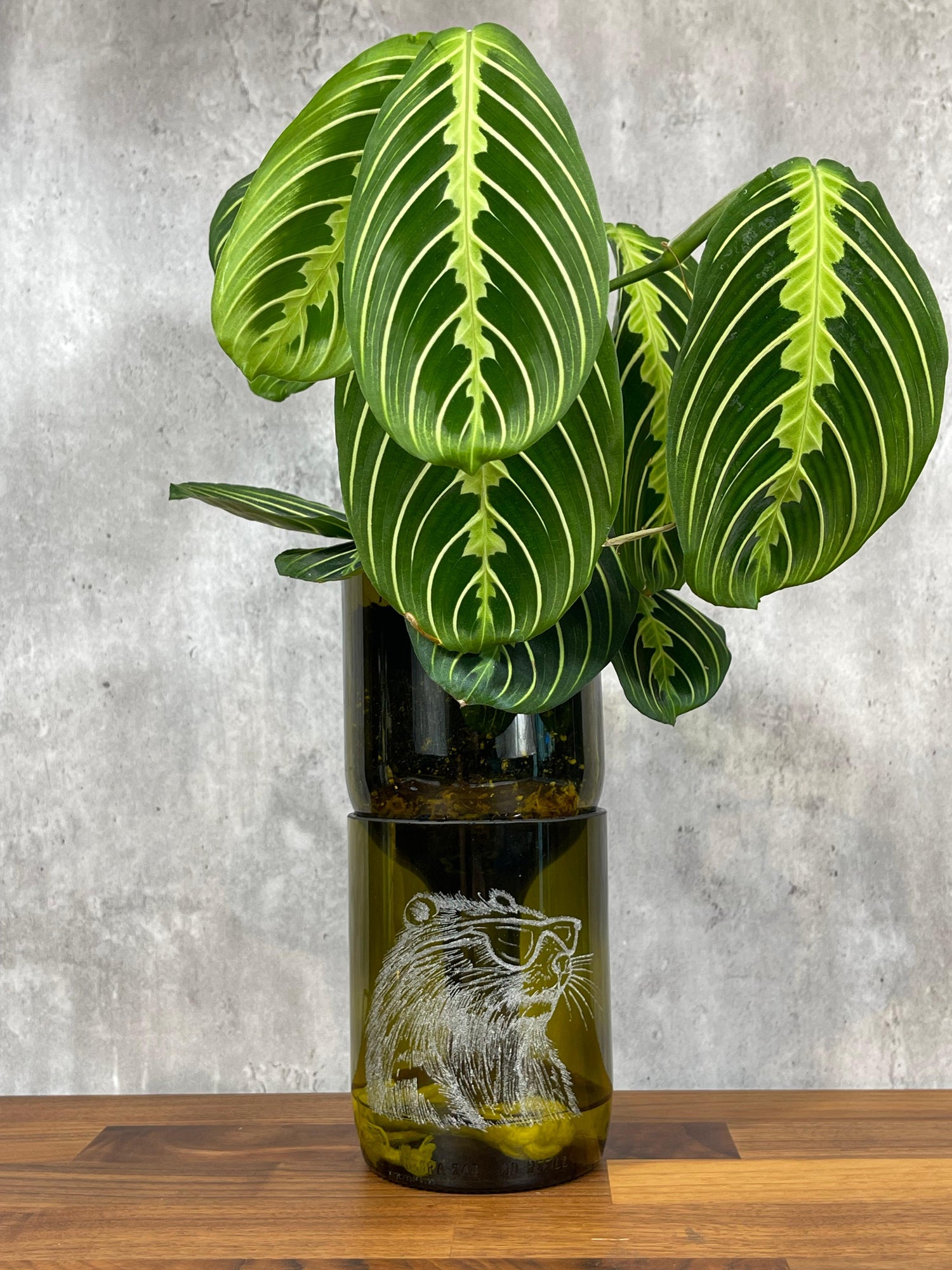 Recycled Bottle Planters