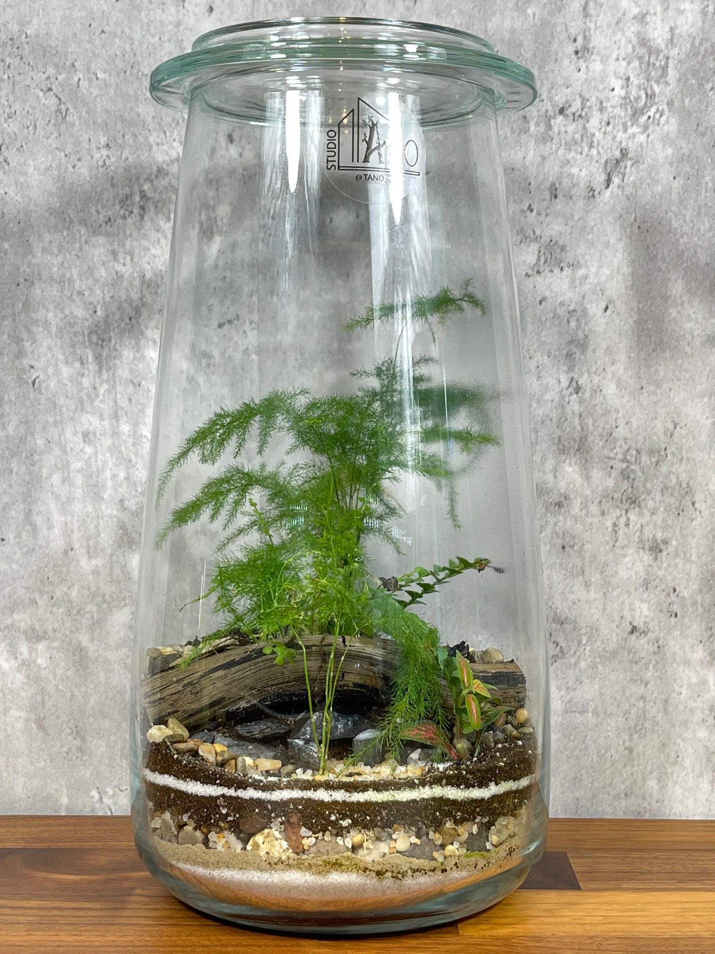 Hesabu Medium Terrarium